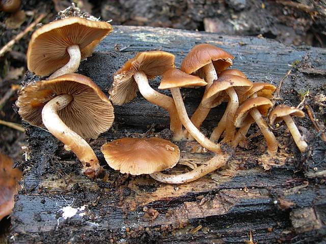 Psathyrella laevissima     (Romagn.)     Singer